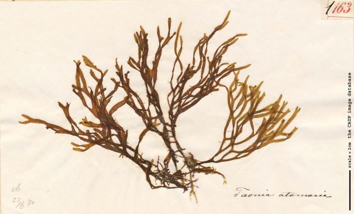 Taonia atomaria_163.jpg